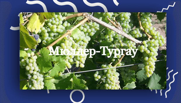 Мюллер-Тургау