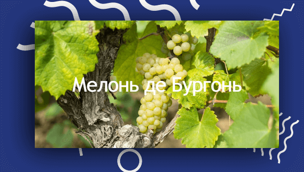Мелон де Бургані